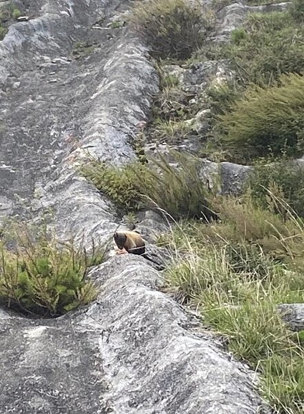 南橫公路垃圾增多，圖為黃喉貂在咬口罩。圖／甲仙工務段提供