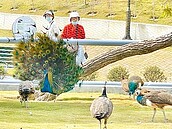 南投九九峰動物樂園回饋地方　鳳凰谷鳥園18日免費入園