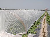 低溫逼近慎防寒害　南市府籲農友因應