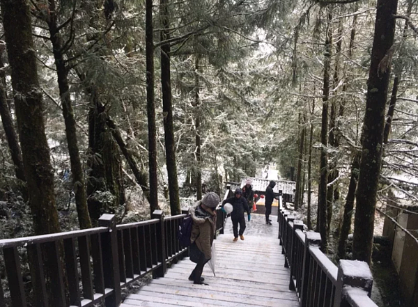 太平山前幾年下雪吸引遊客到訪。圖/羅東林區管理處提供,資料照