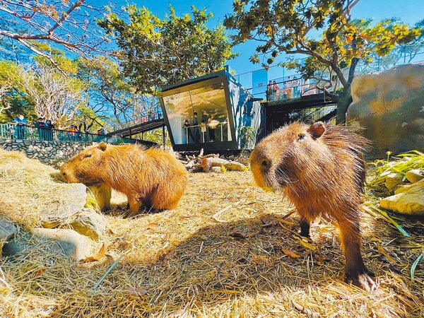 高雄市壽山動物園16日起試營運，有新成員水豚君報到。不過，網路卻出現黃牛兜售，引發關注。（高市觀光局提供／柯宗緯高雄傳真）