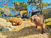 壽山動物園預約夯　黃牛票價飆3倍