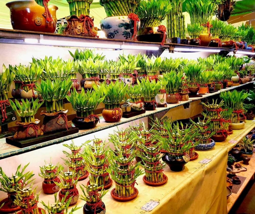 栽種水耕植物如開運竹、黃金葛、地瓜可以開運。圖/命理大師蔡上機提供