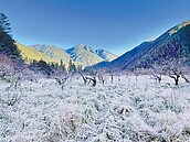 武陵農場銀白霜景　再添楓紅美景