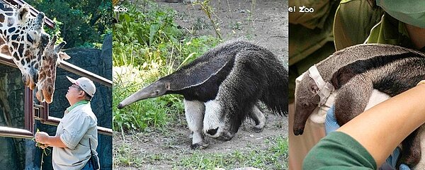 動物園送別大食蟻獸和長頸鹿,生離死別滿是不捨與哀傷。圖/台北市立動物園提供