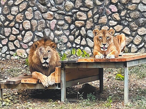 高齡20歲非洲獅「二哥」(左),今年8月因眼疾,手術摘除眼球,術後恢復情況良好。(高市觀光局提供/柯宗緯高雄傳真)