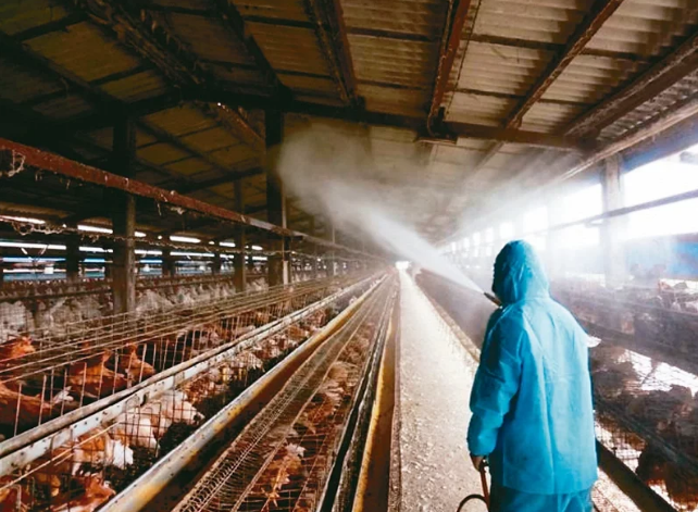農委會防檢局發布彰化5禽場感染N5N1高病原性禽流感病毒，農委會和彰化縣都呼籲養禽場加強消毒工作。圖／彰化縣府提供
