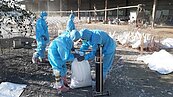 上萬隻禽類全面撲殺！　彰化縣禽場確診高病原性禽流感