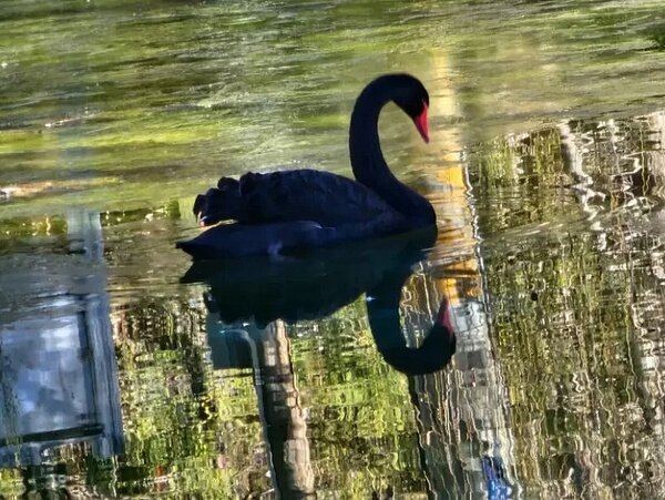 武陵農場今天清晨氣溫驟降至零下4度，武陵農露營區陽光大草原旁5個生態湖出現凍到結冰狀況，湖面湖水結冰黑天鵝在冰水上滑行。圖／武陵農場提供
