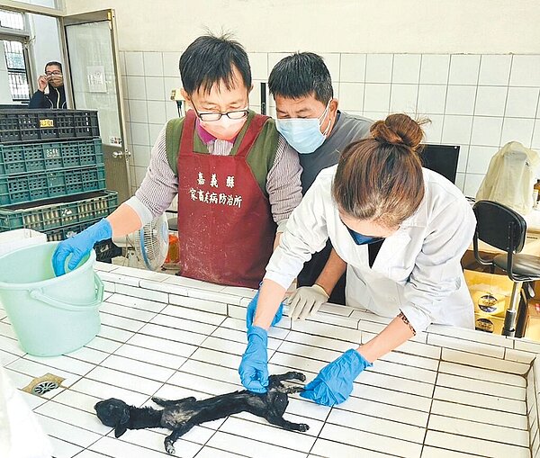 嘉義縣家畜疾病防治所解剖相驗小黑狗,研判黑狗活活被餓死。(嘉義縣家畜疾病防治所提供/廖素慧嘉縣傳真)