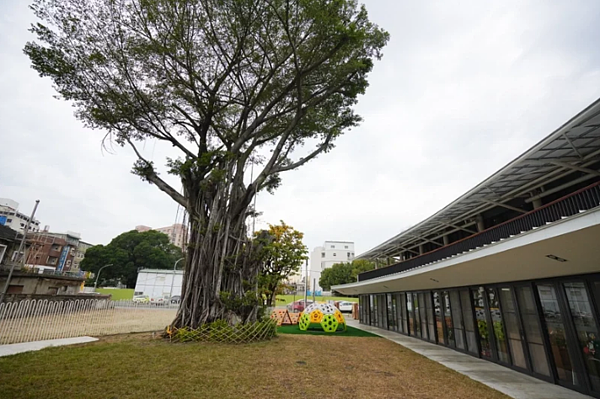 成大員工子女非營利幼兒園園區現址原為 1960 年代興建的成大東寧宿舍,保留珍貴大樹。圖/成大提供
