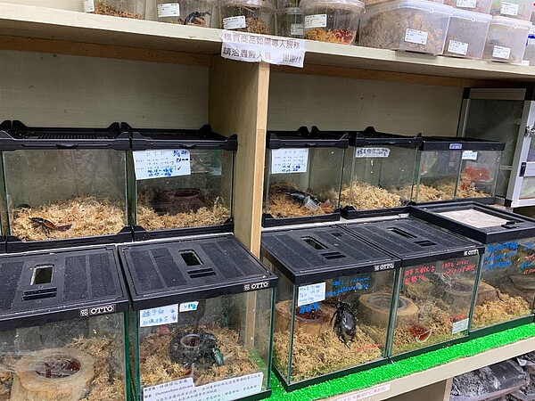 蟲殿甲蟲專賣店外國甲蟲總類繁多。林若瑋/攝