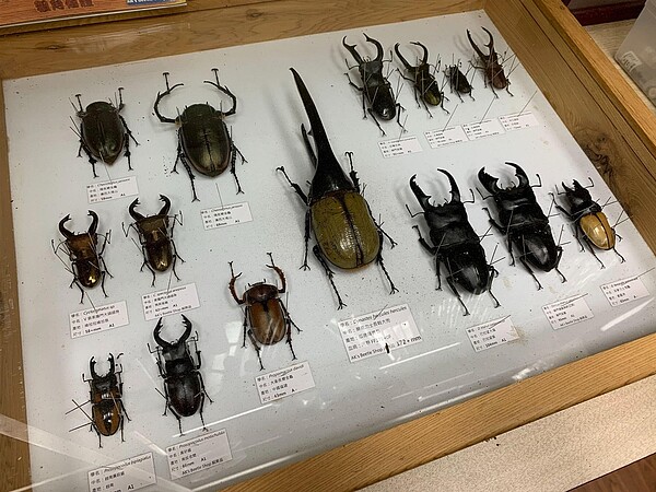 標本展示與說明。林若瑋/攝