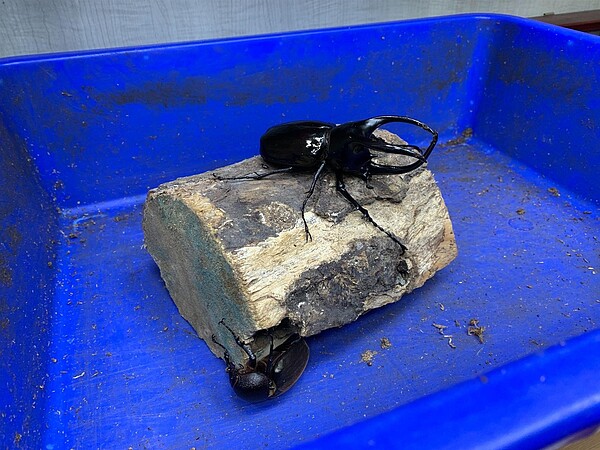 最受歡迎的甲蟲。林若瑋/攝