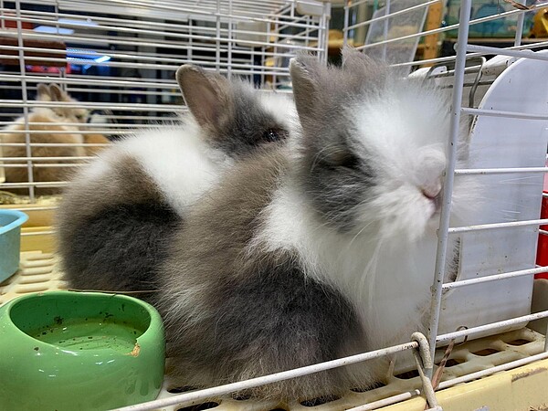 不同種類的兔子們。林若瑋/攝