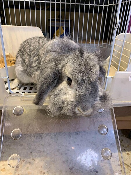 不同種類的兔子們。林若瑋/攝