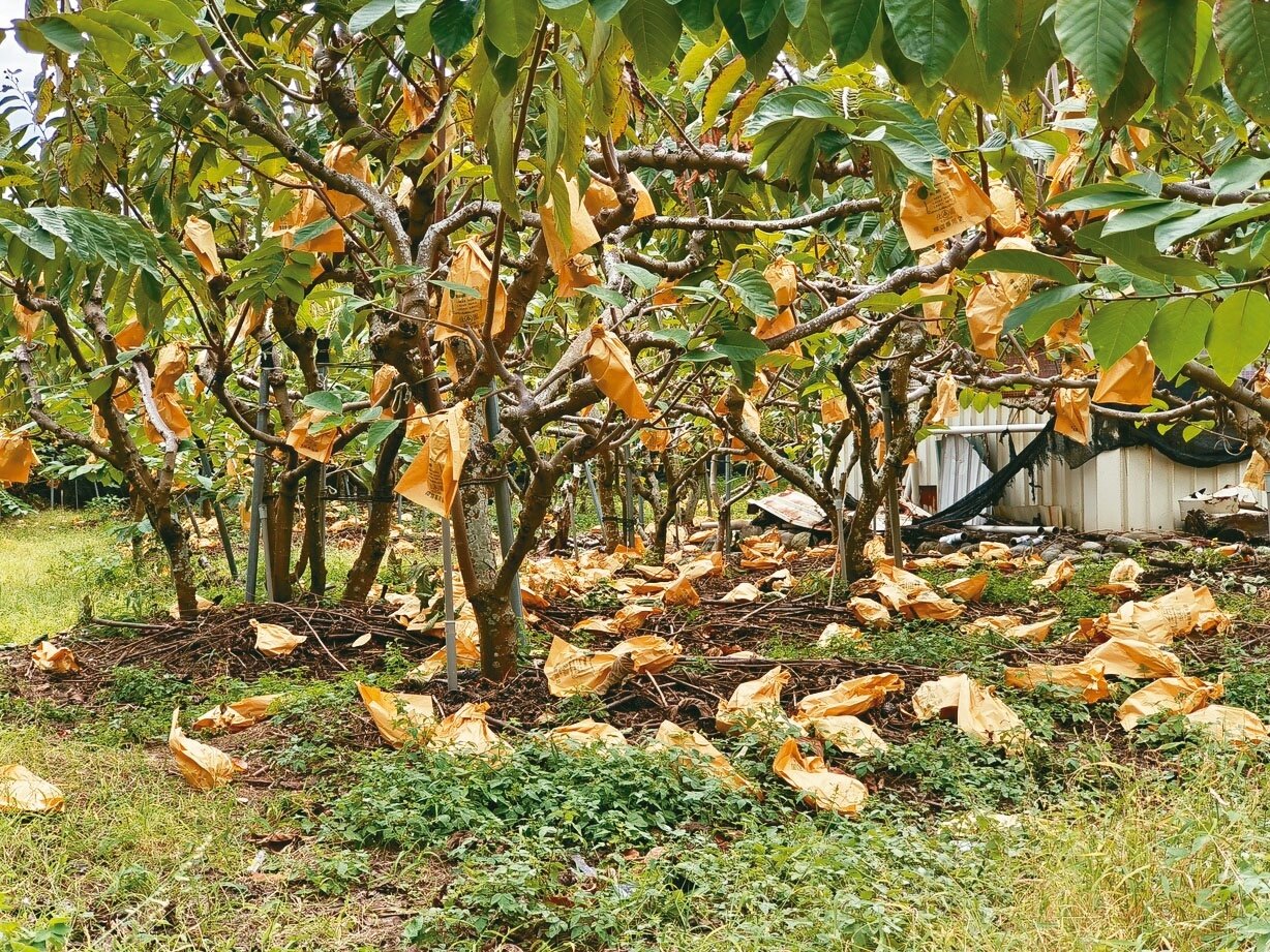 鳳梨釋迦落果、裂果,台東縣長饒慶鈴前天率團至新加坡推廣鳳梨釋迦。記者尤聰光/攝影