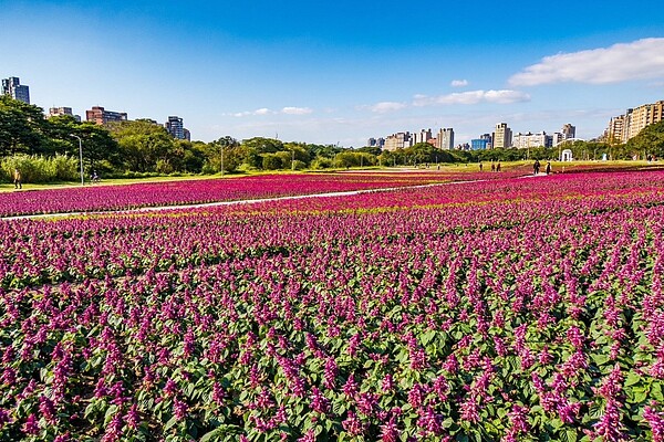 古亭河濱花海盛開中。圖／台北市水利處提供