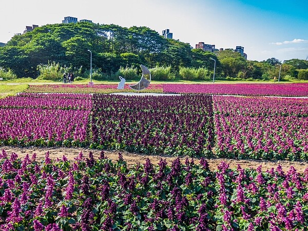 古亭河濱花海盛開中。圖／台北市水利處提供