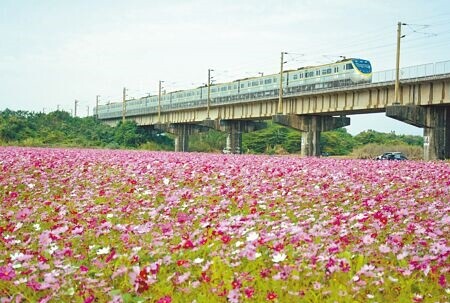 高屏溪河濱公園粉紅波斯菊盛開，妝點高屏溪左岸風景。（林和生攝）