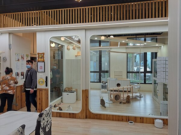 店家不關籠提供貓隻人性化管理及自由的活動空間。圖/新北市動保處提供