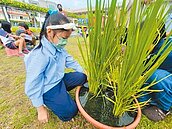 台東寶桑國小推食農教育　學童化身小農夫