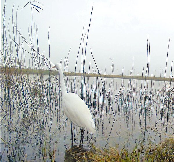 濁水溪揚塵治理使出海口恢復生態,國際鳥會記錄到230種鳥類出現,麥寮出海口已成鳥類天堂之一。圖/雲林縣政府提供/周麗蘭雲林傳真