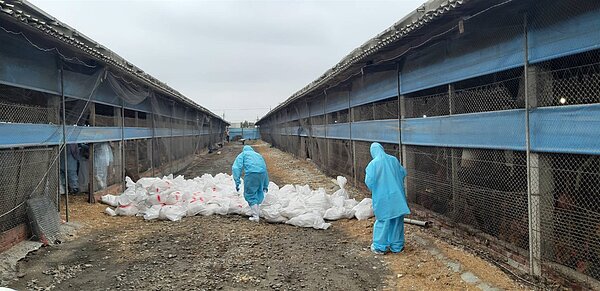 彰化縣二林鎮一處土雞場確診感染新型H5N2亞型高病原性禽流感病毒,彰化縣動物防疫所昨天完成場內共1萬5804隻土雞撲殺及消毒工作。圖/彰化縣動防所提供