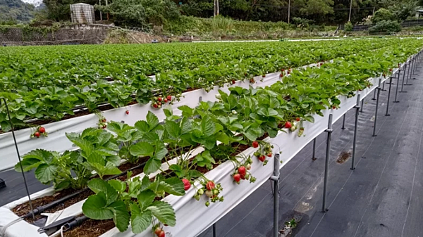 配合苗栗場輔導園區,目前草莓植株生長良好。圖/農委會苗栗農改場圖供