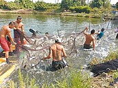 陸禁水產　虱目、石斑業者過年兩樣情