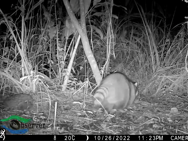 浣熊現蹤花蓮河灘地。圖/觀察者生態顧問公司提供