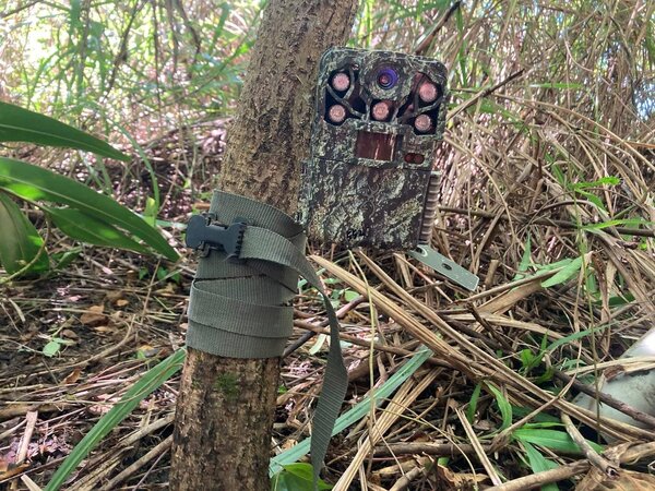 縣府架設紅外線相機與誘捕籠捕捉。圖／觀察者生態顧問公司提供