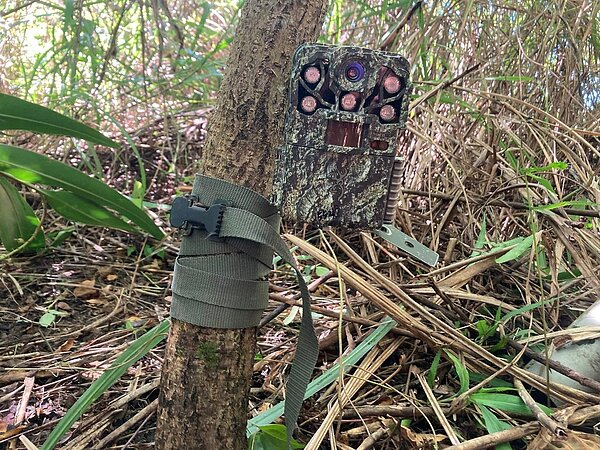 縣府架設紅外線相機與誘捕籠捕捉。圖/觀察者生態顧問公司提供