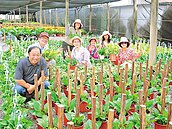 炎夏花卉生長不易　室內植物夯