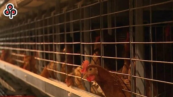 農委會表示,目前雞蛋日缺為20至30萬顆,產蛋率也僅7成左右,將透過調度加工用蛋給民生來使用。(中時報系資料照)