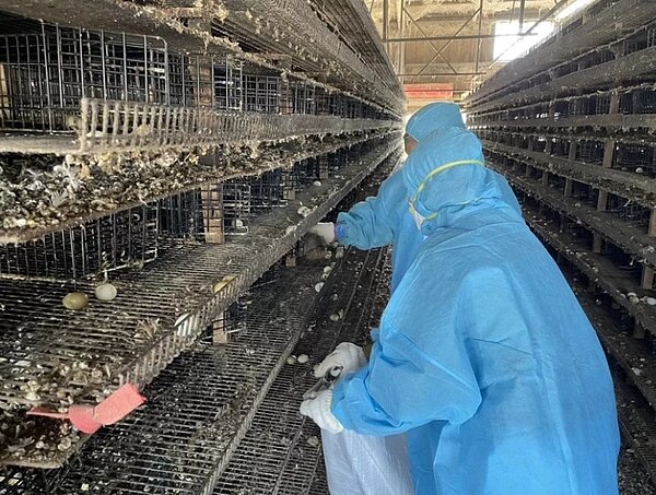 彰化H5N1禽流感疫情爆不停,4日和美鎮有兩場鵪鶉場感染,完成撲殺6萬233隻鵪鶉。圖/彰化縣府提供