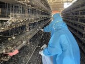 鵪鶉、土雞染H5N1高病原禽流感　撲殺近7萬隻家禽