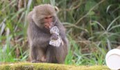 餓壞了？玉山塔塔加台灣獼猴撿食遊客丟棄的塑膠袋