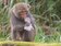 餓壞了？玉山塔塔加台灣獼猴撿食遊客丟棄的塑膠袋