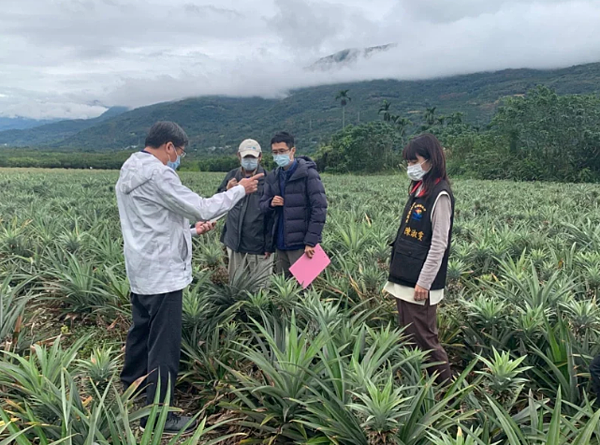 花蓮瑞穗鄉種植約40公頃的鳳梨花去年底因寒流影響，寒害受損程度達20％，農委會核定每公頃救助額度為9萬元。圖／花蓮縣府提供