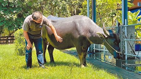 
台南柳營「老牛的家」今年初收容一頭5歲的走失母牛「阿花」，1個多月前阿花肚子突然變大，經由獸醫師檢查，確定阿花懷孕了。（張毓翎攝）
