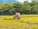 二期稻作用水不足　台東縱谷公告輪灌