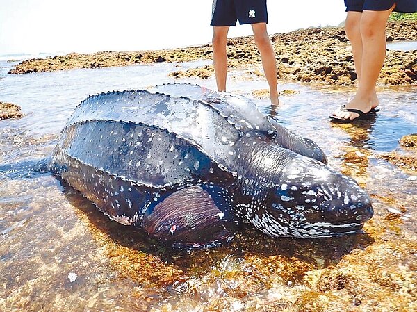 保育生物「革龜」,4日在恆春萬里桐潮間帶擱淺。(洪姓居民提供/謝佳潾屏東傳真)