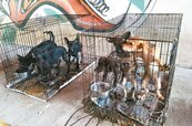 北市動物之家收費調漲　取消寵物焚化減免優惠