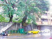 50年老樹挺過風災　如今搖搖欲墜