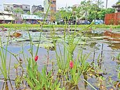 北港水道頭園區　福壽螺入侵增生