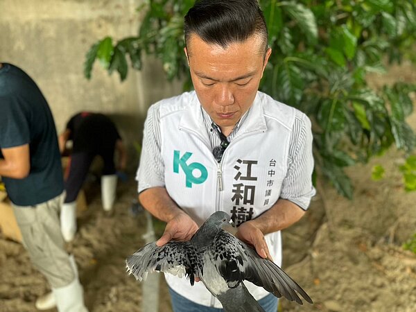 台中市大里區34隻鴿子遭剪羽、斷腳，被遺棄在內新橋墩下，市議員江和樹獲報後，通報動保處今早救援。圖／江和樹提供