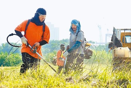 大台北地區持續飆高溫，在河濱公園除草的工作人員全副防曬裝備，包著頭巾戴起袖套，頂著烈日專心工作。（姚志平攝）