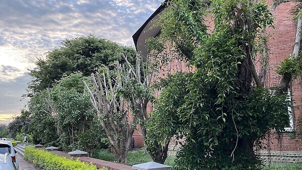 台灣行道樹常在修剪時被剃光頭。 圖/新竹縣政府