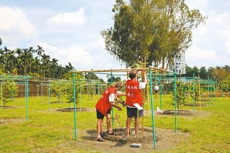 屏東監獄與高雄農改場合作,開全國矯正機關先例創辦收容人精緻農業技能訓練班,指導附設外役分監收容人種台灣棗。(本報資料照片)